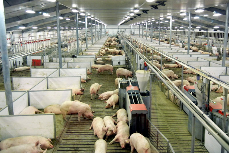 Có nên đi đơn hàng chăn nuôi lợn tại Nhật Bản không?