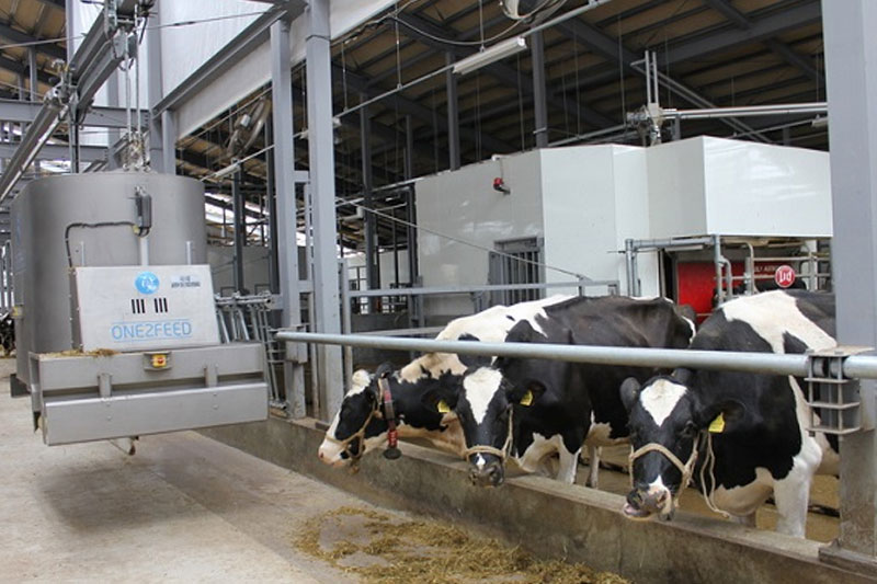 Đơn hàng chăn nuôi bò sữa tại Nhật Bản có tốt không?