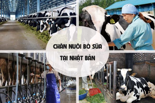Đơn hàng chăn nuôi bò sữa tại Nhật Bản có tốt không?
