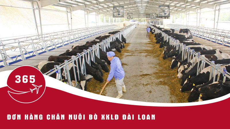Thông tin về đơn hàng chăn nuôi bò XKLĐ Đài Loan bạn nên biết