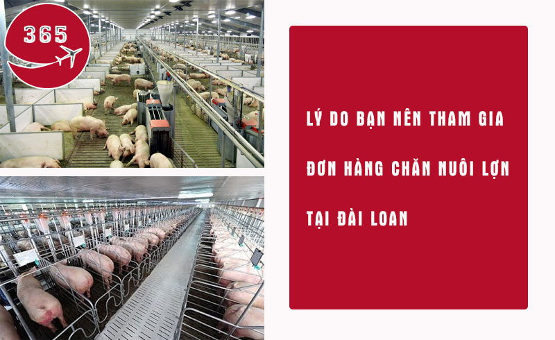 Lý do bạn nên tham gia đơn hàng chăn nuôi lợn tại Đài Loan