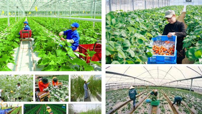 Những lưu ý khi lựa chọn đơn hàng nông nghiệp tại Đài Loan