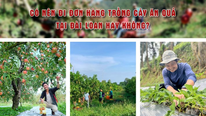 Có nên đi đơn hàng trồng cây ăn quả tại Đài Loan hay không?