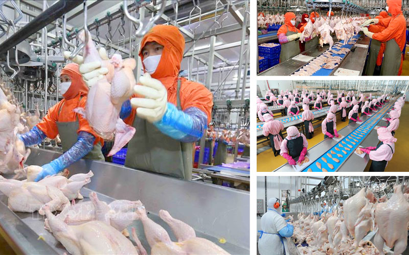 Có nên đi xuất khẩu lao động đơn hàng chế biến thịt gà tại Đài Loan không?